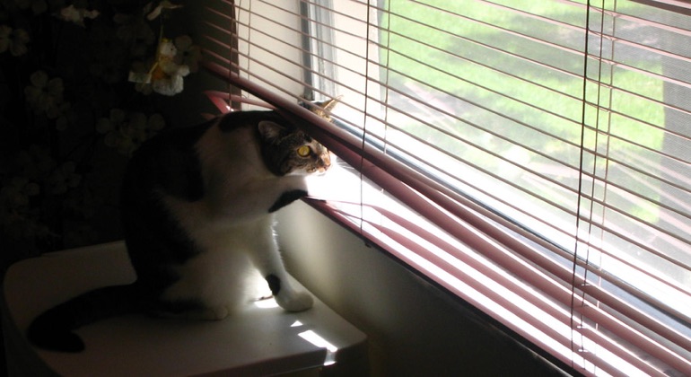 Cat peeking through aluminum blinds in Austin.